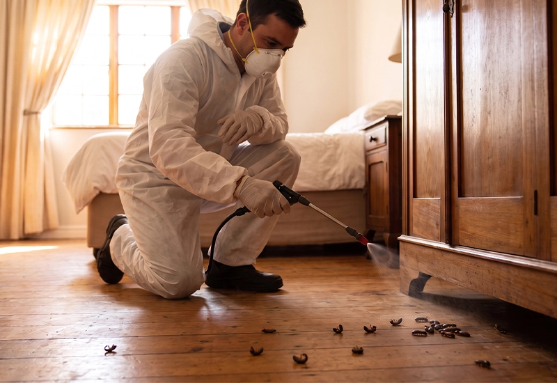 Termite control services for homes and offices